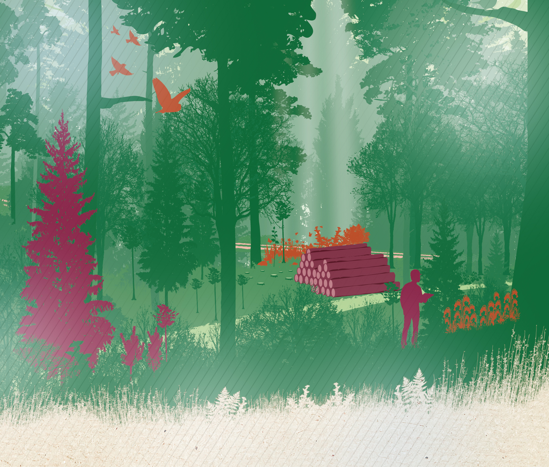 Forestry Commission CCF Continuous Cover Forestry infographic_illustration